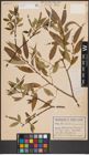 Foto von Salix fragilis L.